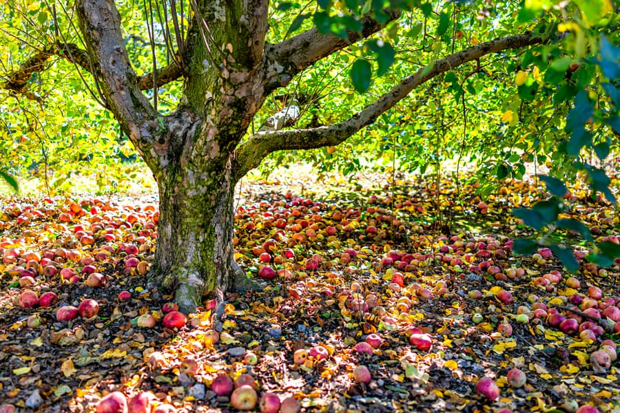 Clean Up Fallen Fruit