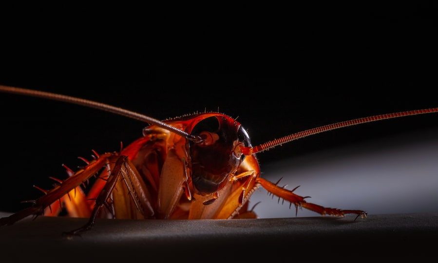 Close-Up Of Red Cockroach In Night