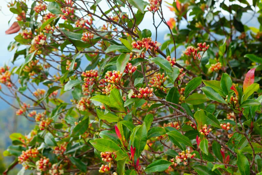 Clove Trees (Syzygium Aromaticum)