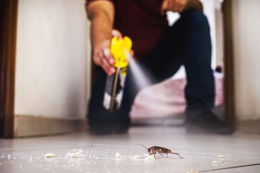 Cockroach Being Killed Indoors, Aerosol Poison Spray, Insect Infestation, Insect Detection
