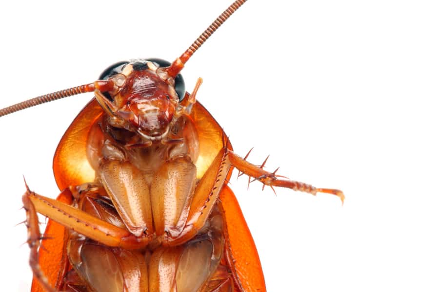 Cockroach Close Up Photo