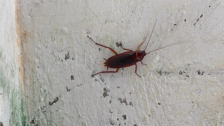 Cockroach On Wet Wall