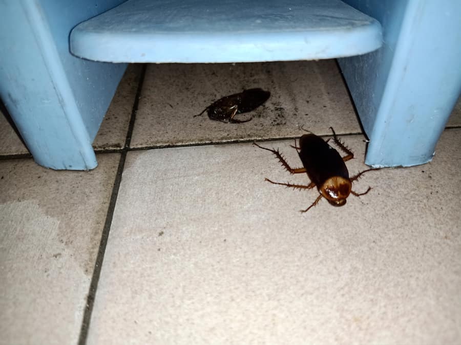Cockroaches Hiding