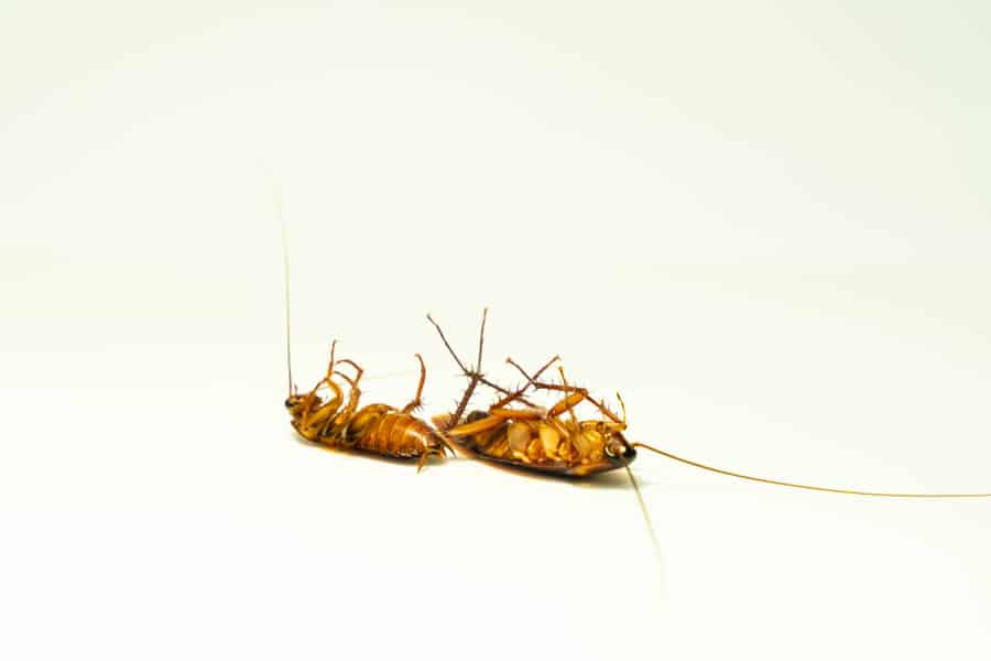 Cockroaches Lying On Their Backs