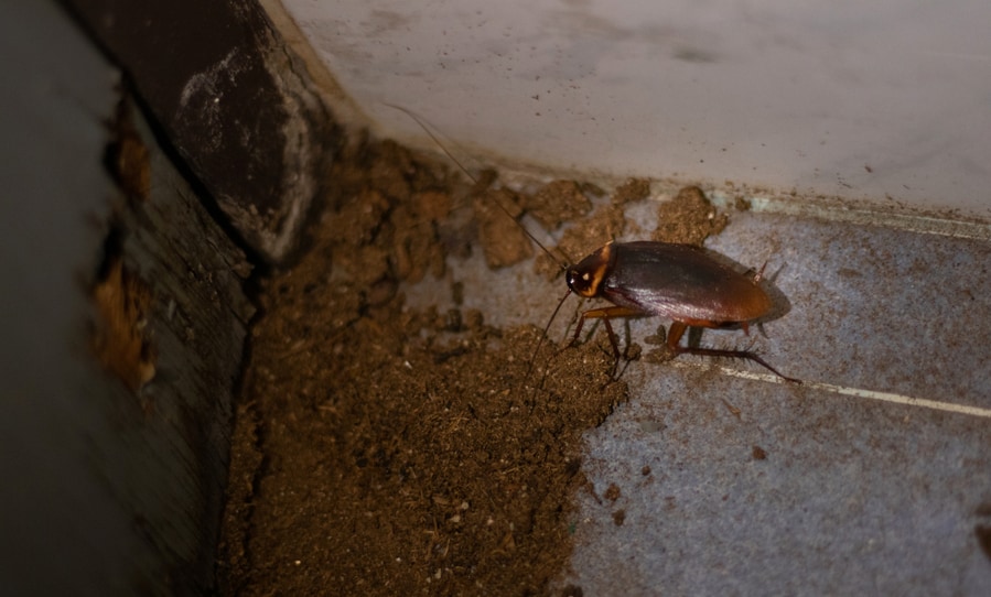 Cockroaches Nest In Wooden Door