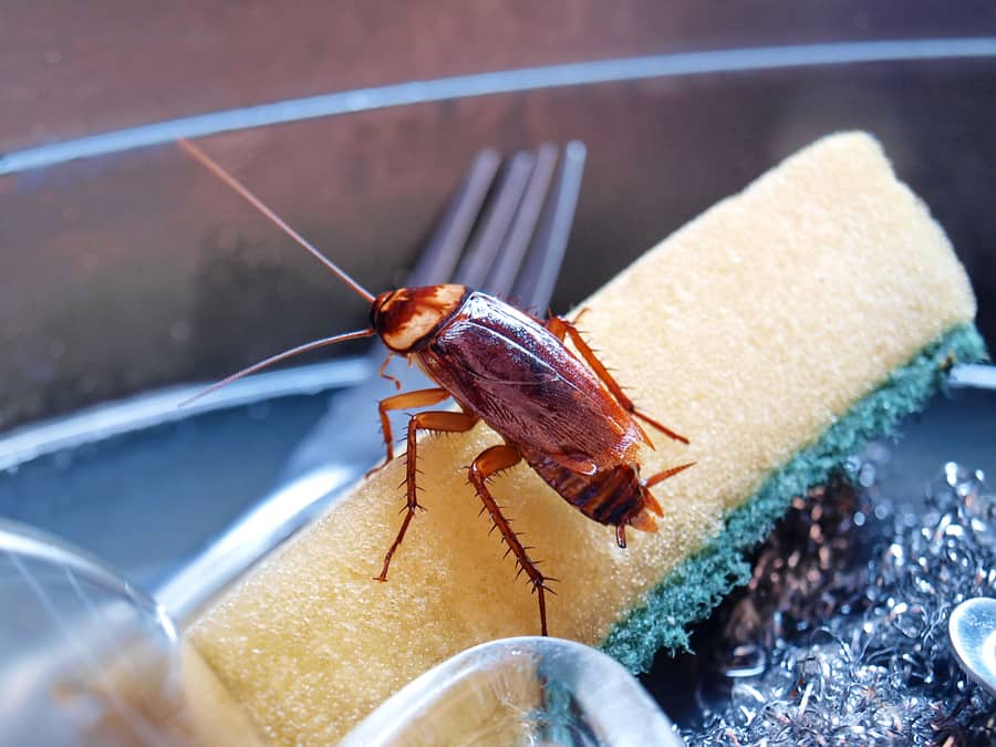 Cockroaches On The Dishwasher Sponge The Dirty Sink Has Nasty Cockroaches, Food Scavengers, And Is Also A Disease Carrier In The Digestive Tract. On The Background, Dishwashing Sponge; Selective Focus