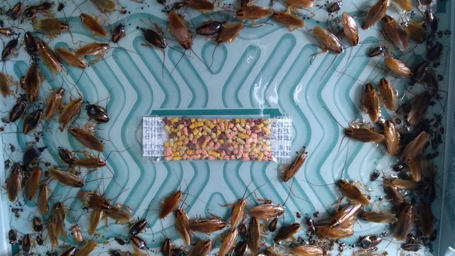Cockroaches Stuck In Sticky Cockroaches Trap