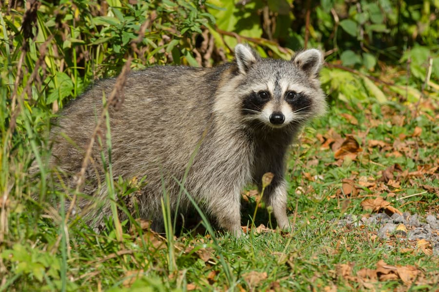Common Raccoon Looking For Potential Threats