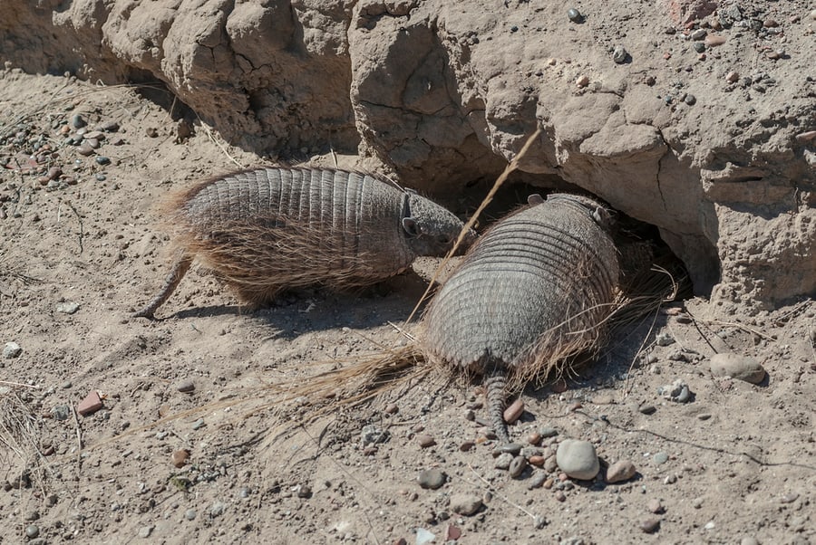 Common Signs Of Armadillo Activity