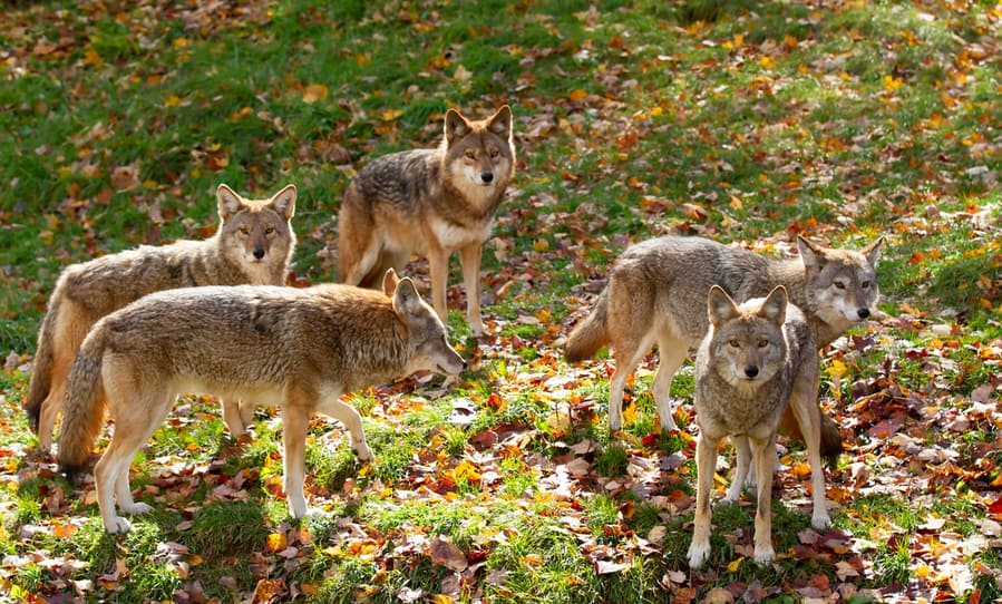 Coyote Pack Standing In A Grassy Green Field