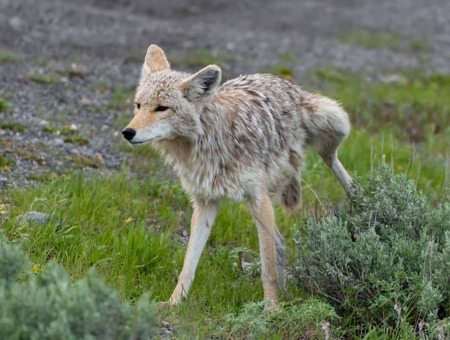 Coyote Urine