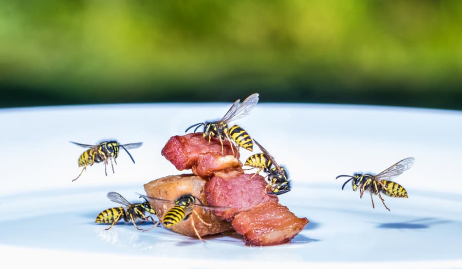 Create A Wasps Plate