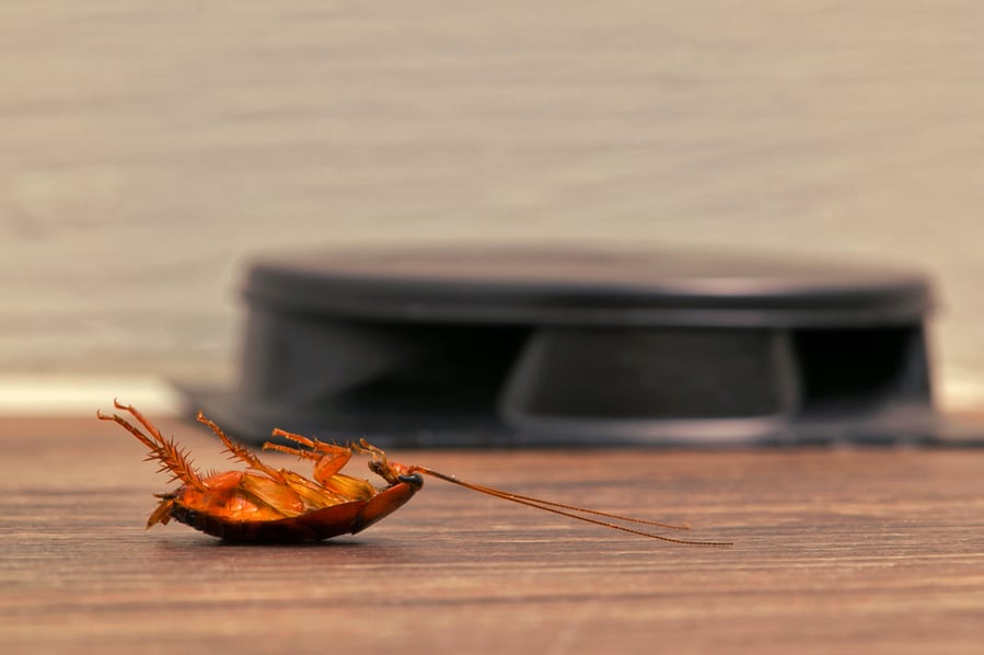 Dead American Cockroach Laying On Its Back In The Foreground