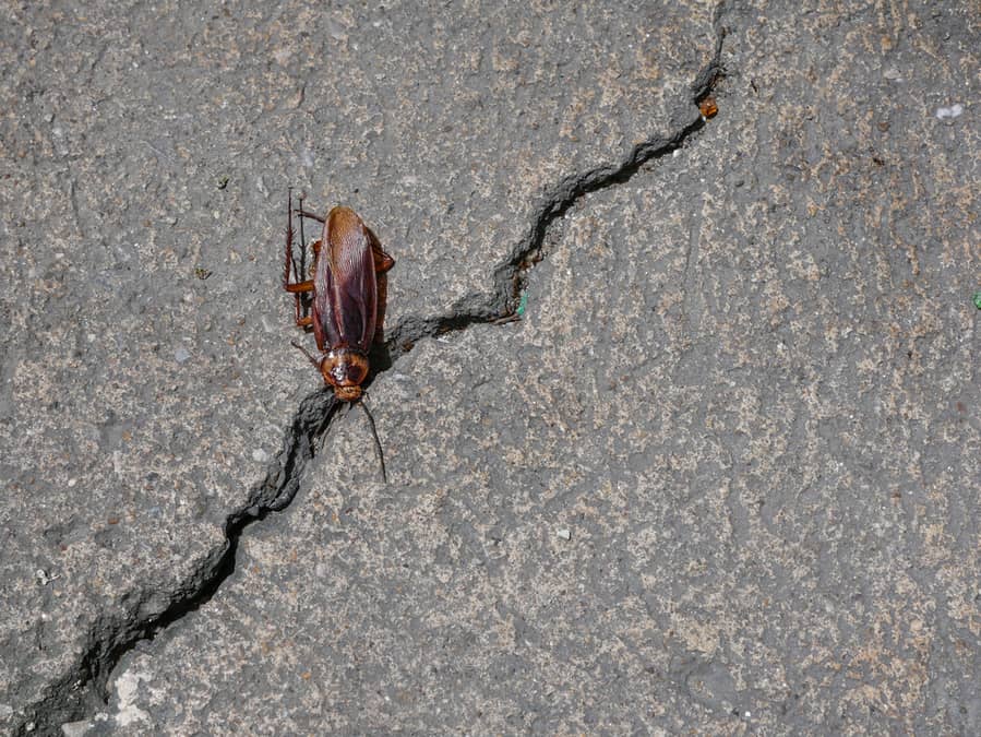 Dead American Cockroach On The Crack Concrete Floor