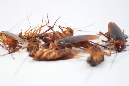 Dead Cockroaches On White Background