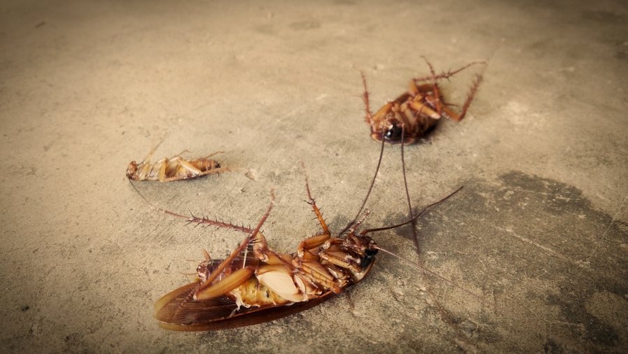 Dead Roaches