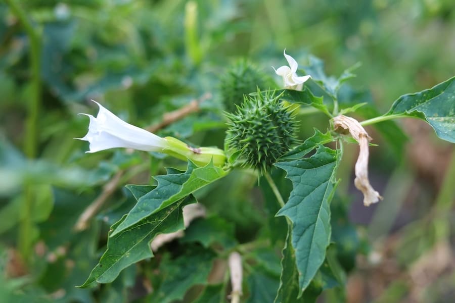 Devil's Trumpet (Datura)