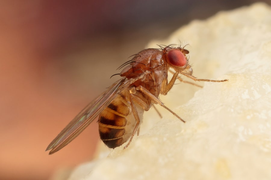 Differences Between Fleas And Fruit Flies (Fruit Flies)