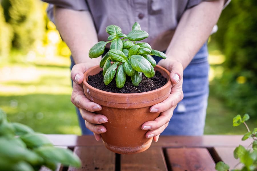 Display Basil Near Your Front Door