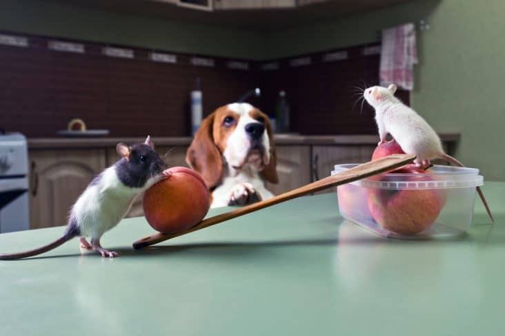 7 Ways To Keep Rats Out of Dog Food | BeatPests