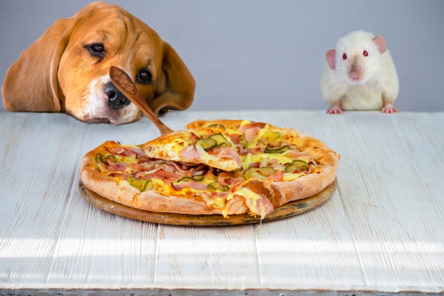 Dog Rat Look Pizza