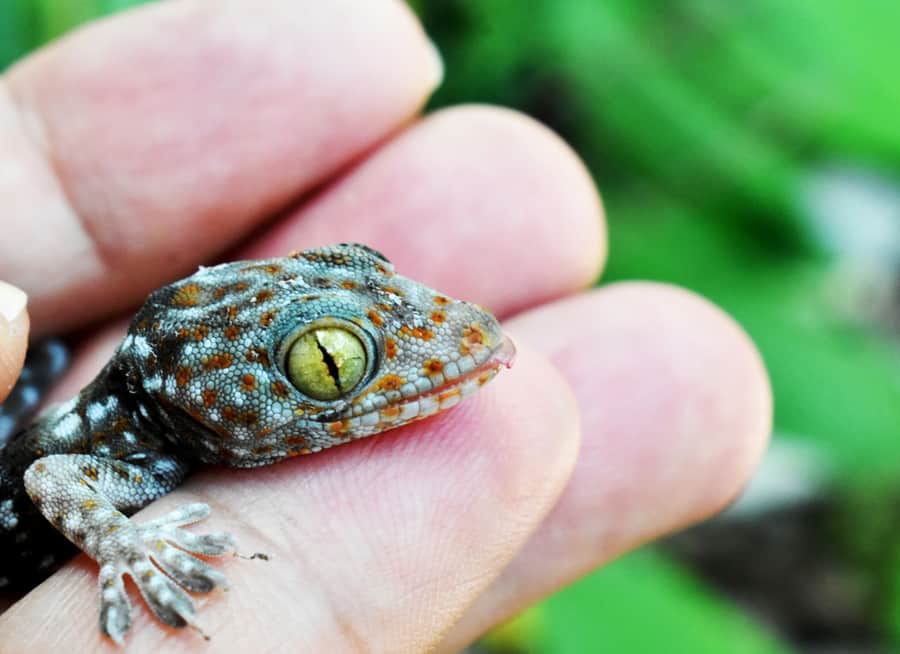 Dot Gecko In A Gentle Hand