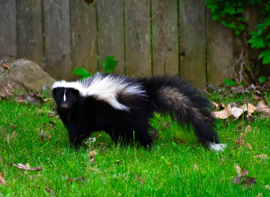 Draw Out The Skunk With Repellents And Scare Tactics