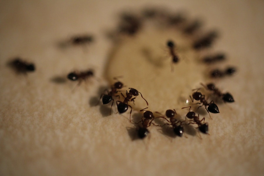 Drop Of Homemade Honey, Sugar, And Borax Ant Bait