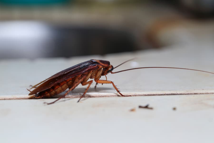 Dying Cockroach