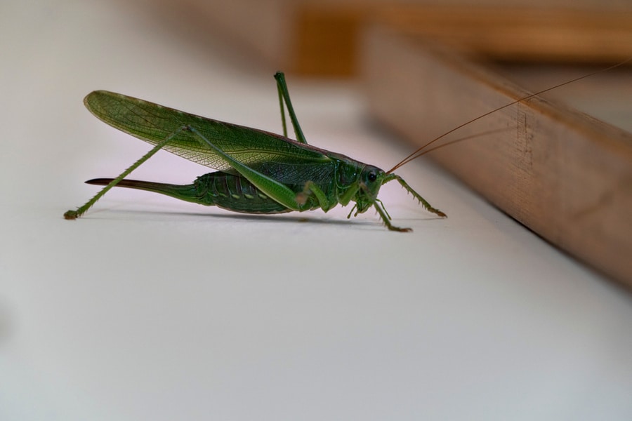 Effective Ways To Get Rid Of Grasshoppers