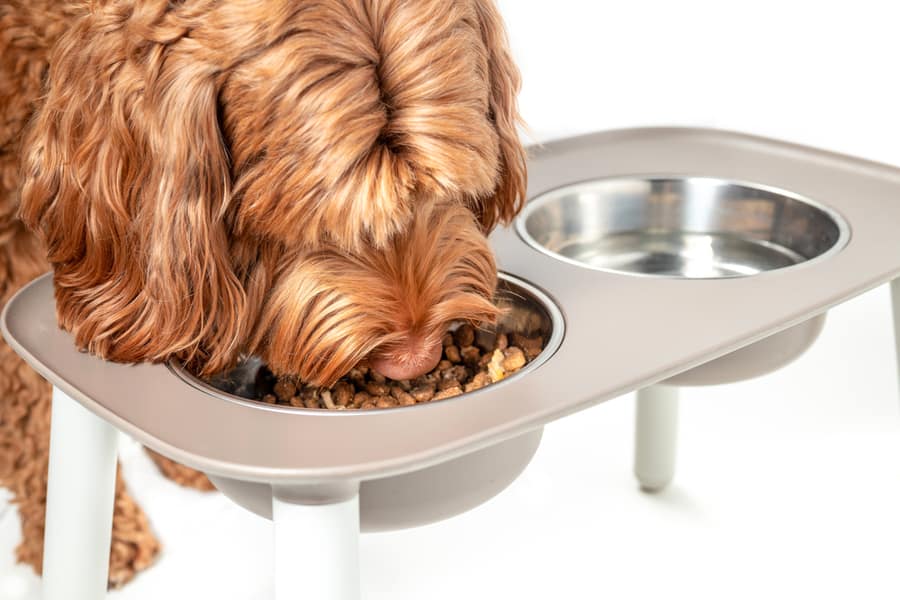 Elevated Food Bowls