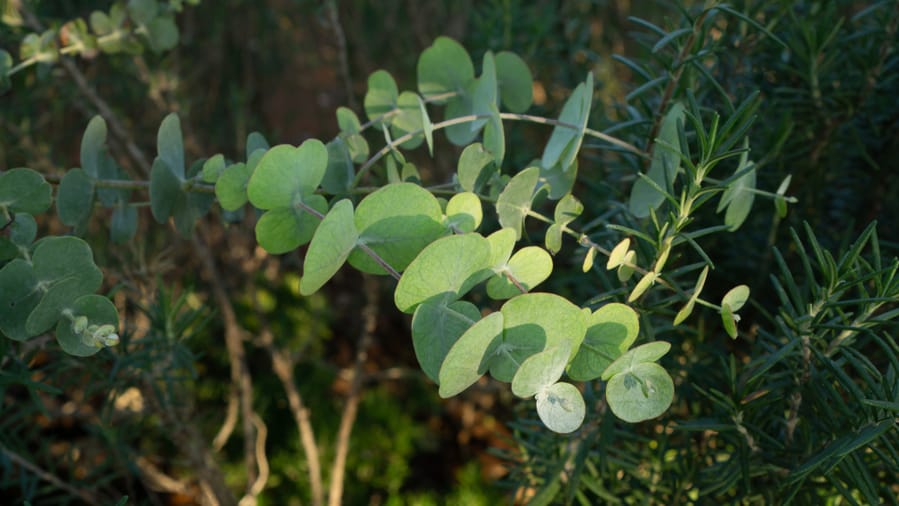 Eucalyptus Or Silver Dollar Leaves On Rosemary Fragrant Herb Garden