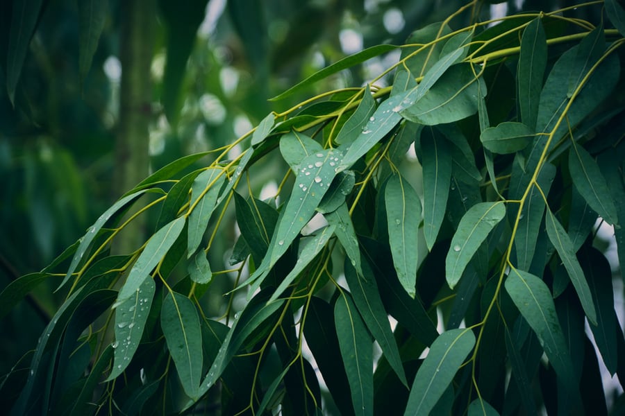 Eucalyptus Tree Leaves