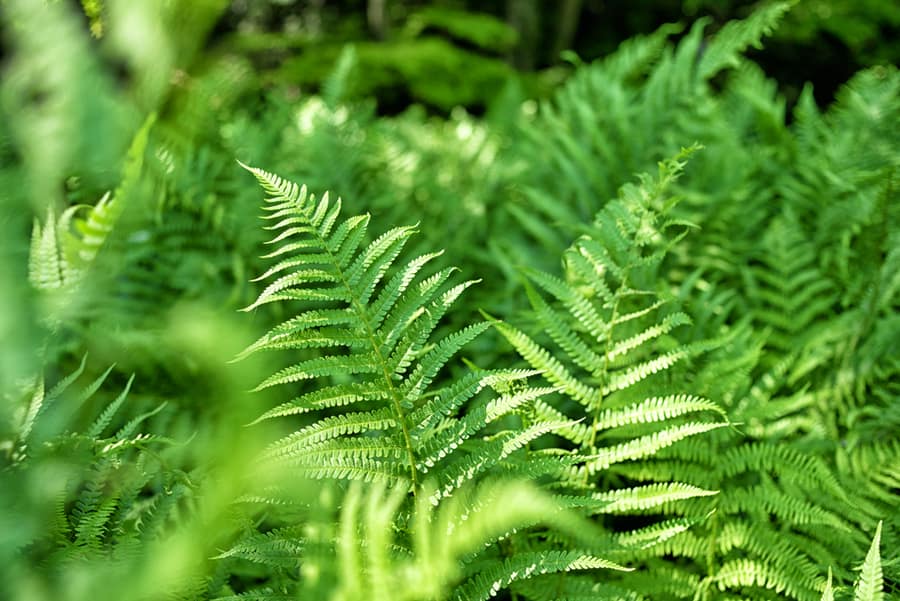 Ferns