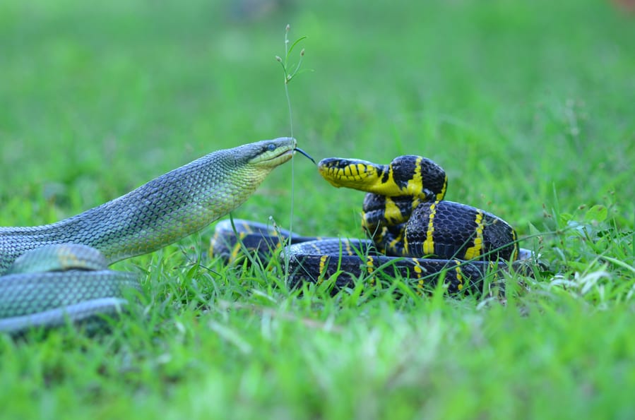 Fight Of Two Snakes To Seize Power