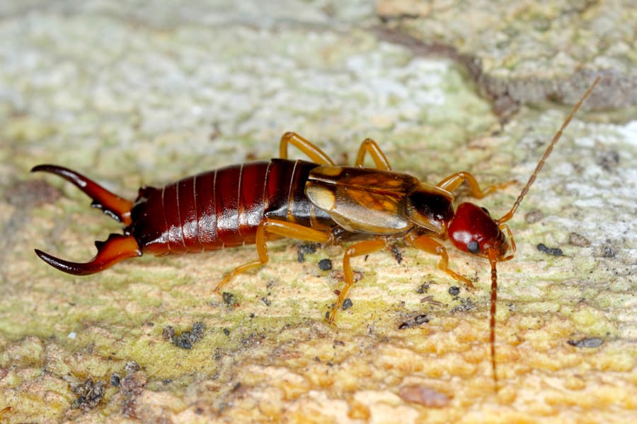 Five Scents Earwigs Hate