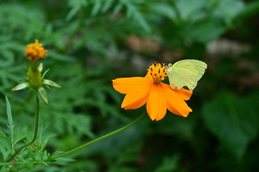 Flower Nectar