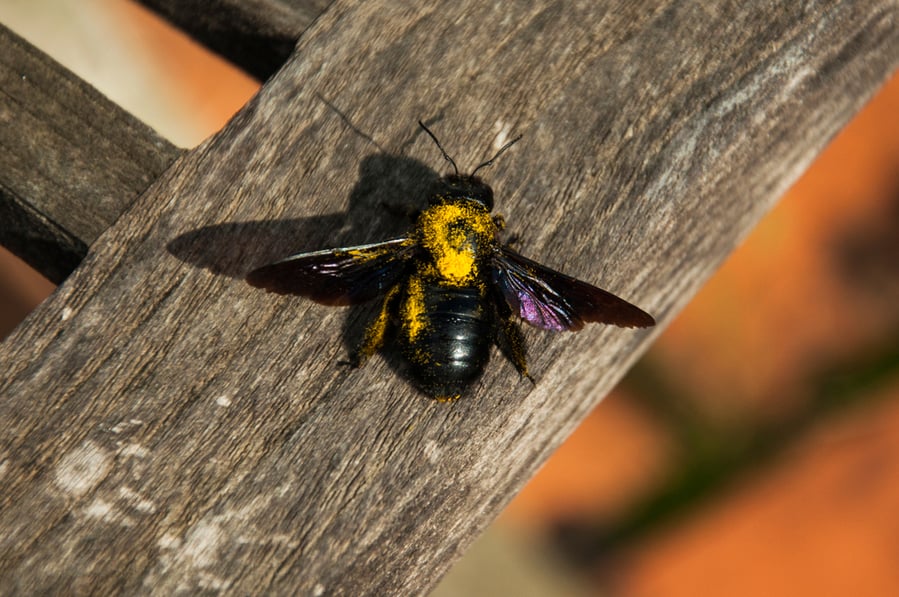 Flowers That Keep Carpenter Bees Away And Are Easy To Grow