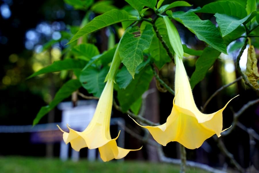 Flowers With Trumpet-Shaped Blooms