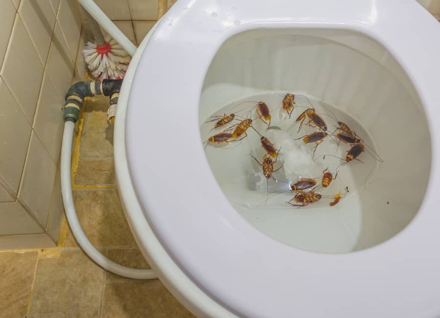 Flush Dead Roaches In The Toilet
