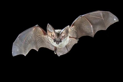 Flying Bat Isolated On Black Background. The Grey Long-Eared Bat (Plecotus Austriacus) Is A Fairly Large European Bat. It Has Distinctive Ears, Long And With A Distinctive Fold. It Hunts In Woodland