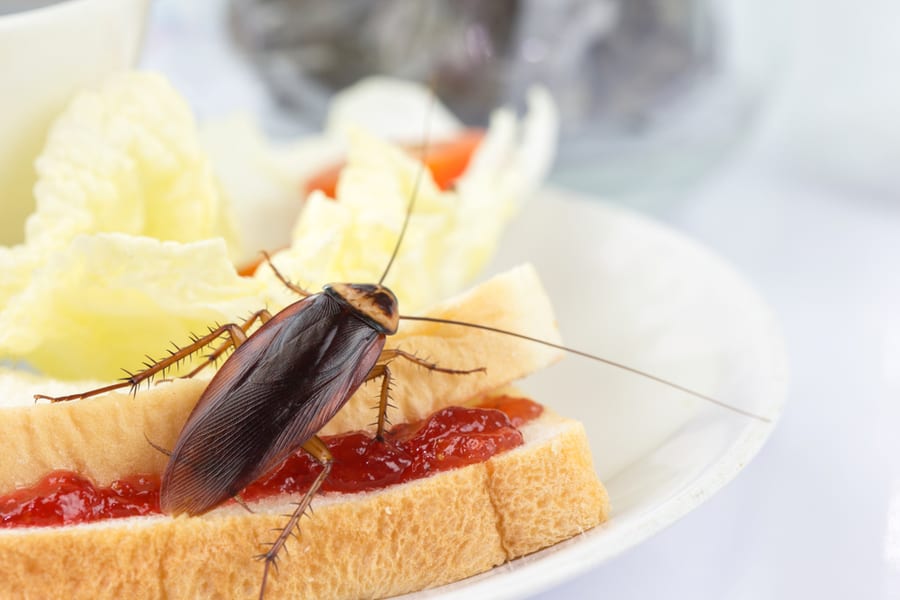 Food-Related Items That Attract Roaches Food-Related Items That Attract Roaches
