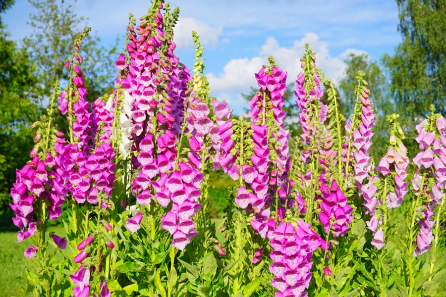 Foxglove