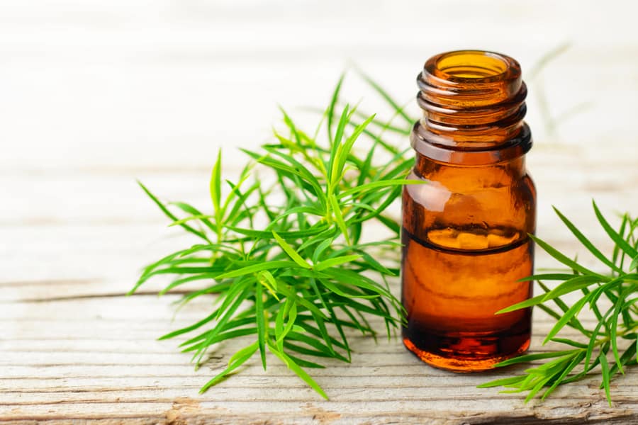 Fresh Tea Tree Twig And Essential Oil On The Wooden Board