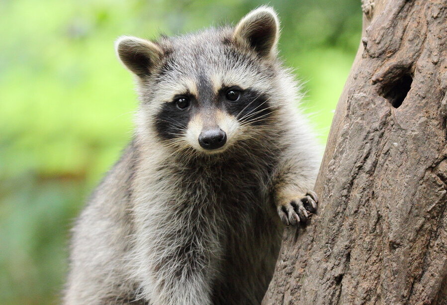 Frighten Raccoon On Tree