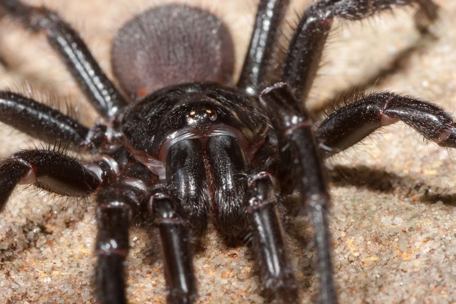 Funnel Web Spiders