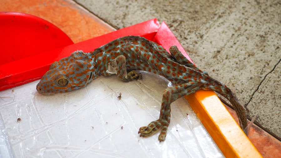 Gecko Trapped On Mouse Trap Glue