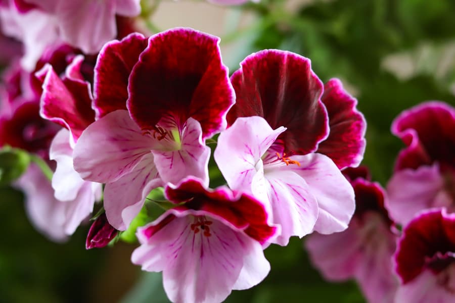 Geraniums