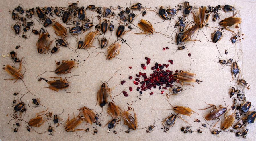 German Cockroach Egg Case At Cockroach Trap