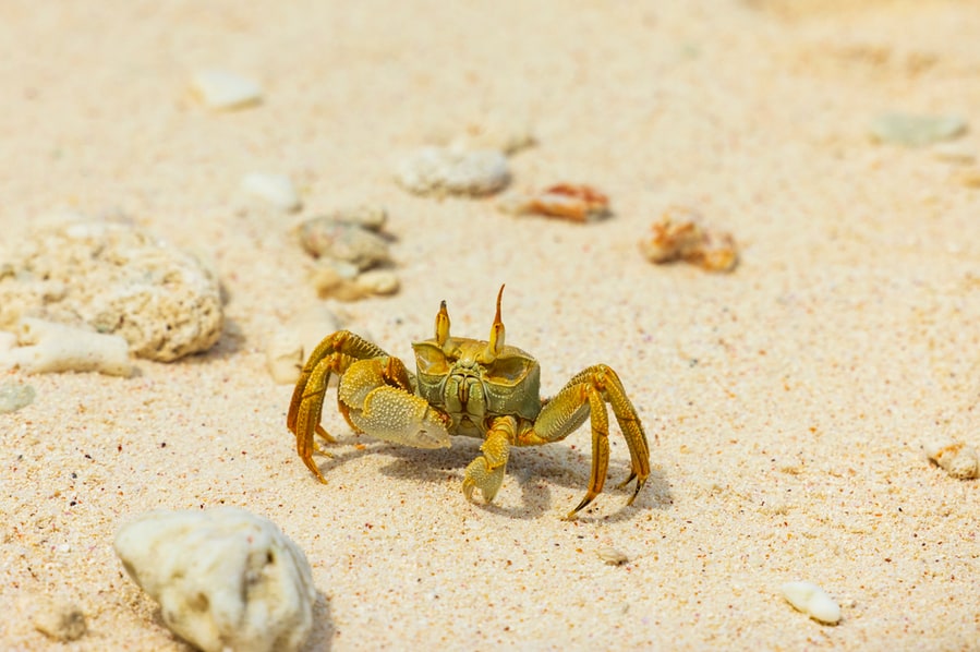 Ghost Crab On Island Nature Reserve